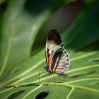 The Piano Key butterfly is one of the Heliconius butterflies, or longwings. Art Print